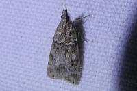 Eudonia mercurella