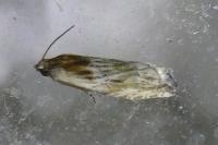 Eucosma