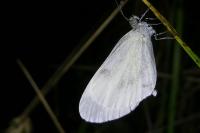 Leptidea sinapis