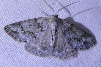 Pseudoterpna coronillaria