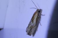 Eucosma