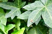 Clepsis dumicolana