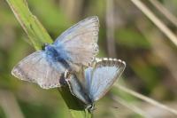 Lysandra bellargus