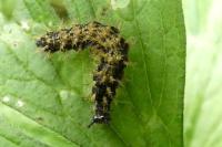 Araschnia levana