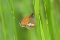 Coenonympha arcania