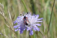 Zygaena sarpedon