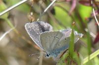 Cupido minimus