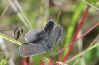 Cupido minimus