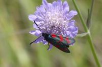 Zygaena filipendulae
