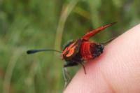 Zygaena sarpedon