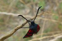 Zygaena transalpina