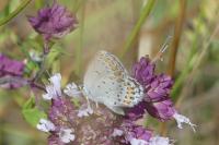 Plebejus argyrognomon