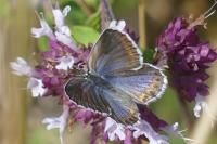 Plebejus argyrognomon