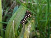Acronicta rumicis