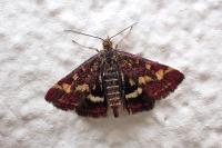 Pyrausta purpuralis