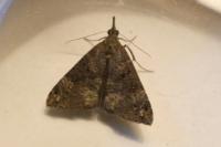 Hypena obsitalis