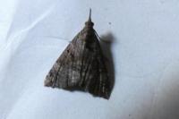 Hypena obsitalis