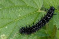 Aglais io