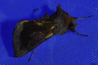 Diachrysia stenochrysis