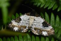 Melanthia procellata