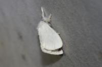 Euproctis chrysorrhoea