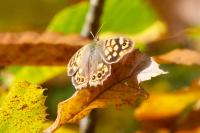 Pararge aegeria