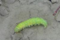 Pseudoips prasinanus