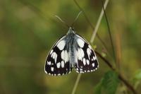 Melanargia galathea