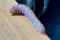 Noctua fimbriata