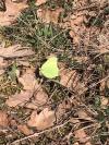 Gonepteryx rhamni
