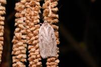 Agonopterix ocellana