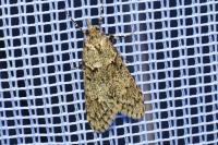 Diurnea fagella