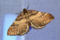 Earophila badiata