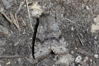 Orthosia incerta