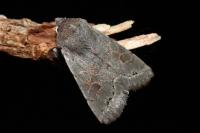 Orthosia populeti