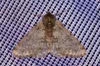 Phigalia pilosaria