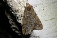 Alsophila aescularia