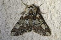 Biston strataria