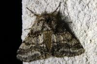 Lycia hirtaria