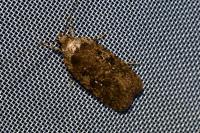 Agonopterix purpurea