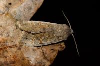 Orthosia populeti