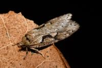 Semioscopis steinkellneriana