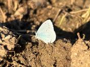 Celastrina argiolus
