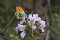 Anthocharis cardamines