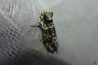 Polyploca ridens