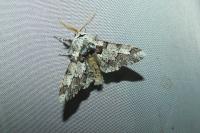 Biston strataria