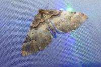 Earophila badiata