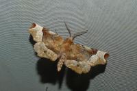Selenia tetralunaria