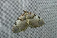 Anticlea derivata