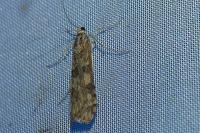 Nomophila noctuella